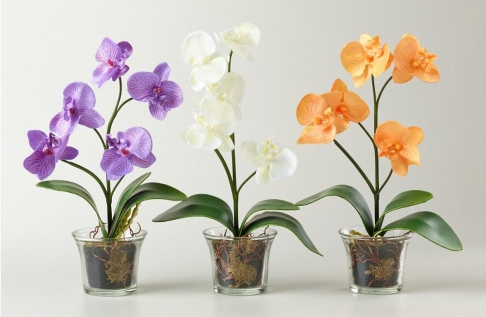 LECHUZA поможет сделать ваши орхидеи пышными!