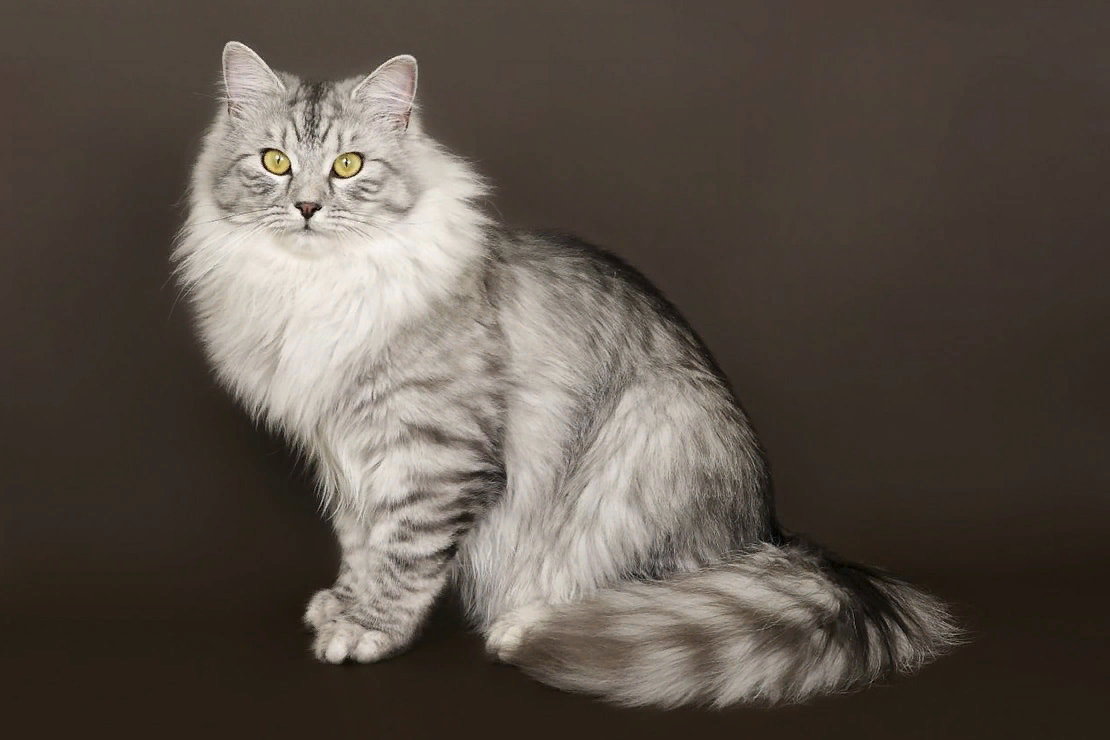 Серебристые породы кошек. Сибирский кот серый длинношёрстный. Сибирская длинношерстная кошка. Сибирская длинношерстная кошка европейская. Сибирская Сибирская порода кошек.