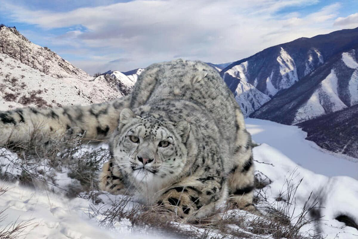 Охота на фотоловушку. (c) Саяно-Шушенский заповедник