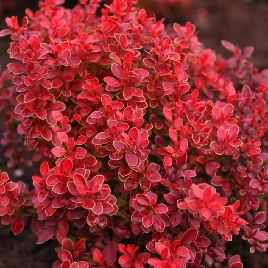 Яркие и такие разные в течении всего сезона (листайте галерею)