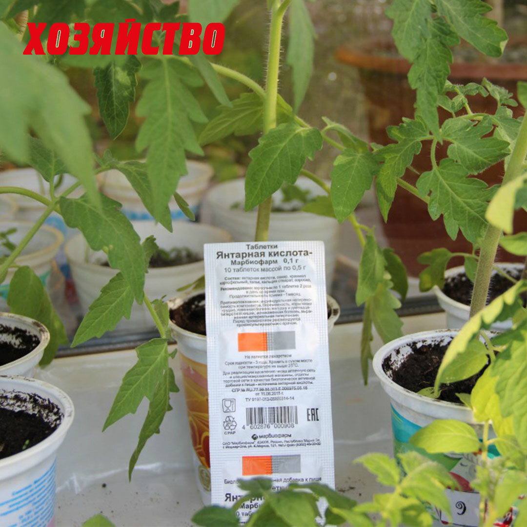 Солнце растения, рассада. Янтарная кислота для рассады томатов. Подкормить помидоры янтарной кислотой. Янтарная кислота поливка рассады. Подкормка рассады томатов янтарной кислотой.