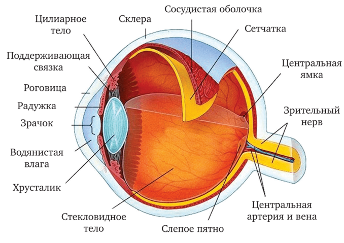 Строение глаза хамелеона схема