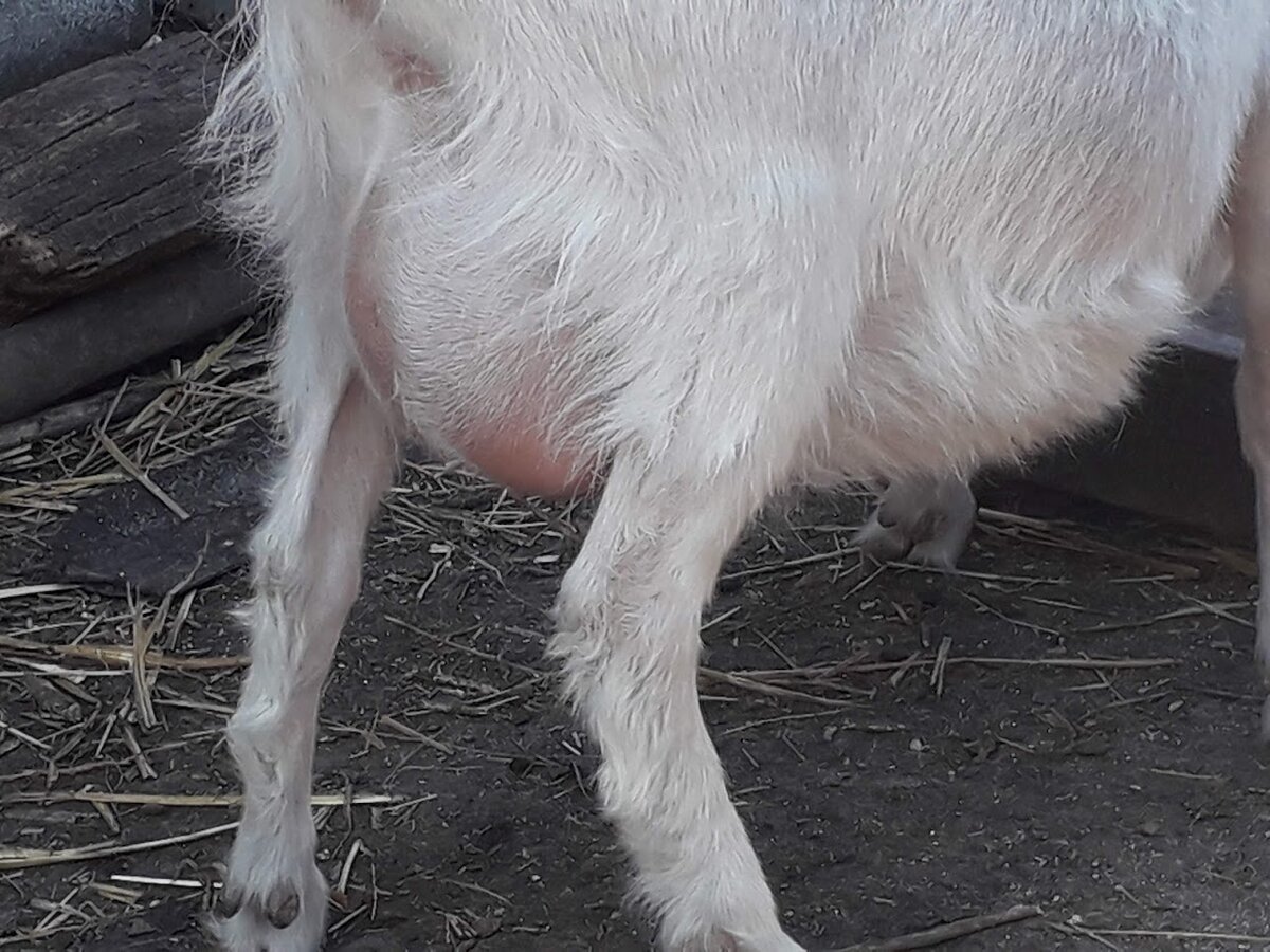 Вот такая надежда на будущие молочные реки