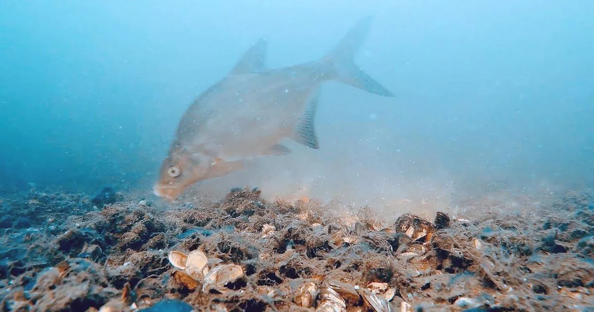 Лещ кушает прикормку