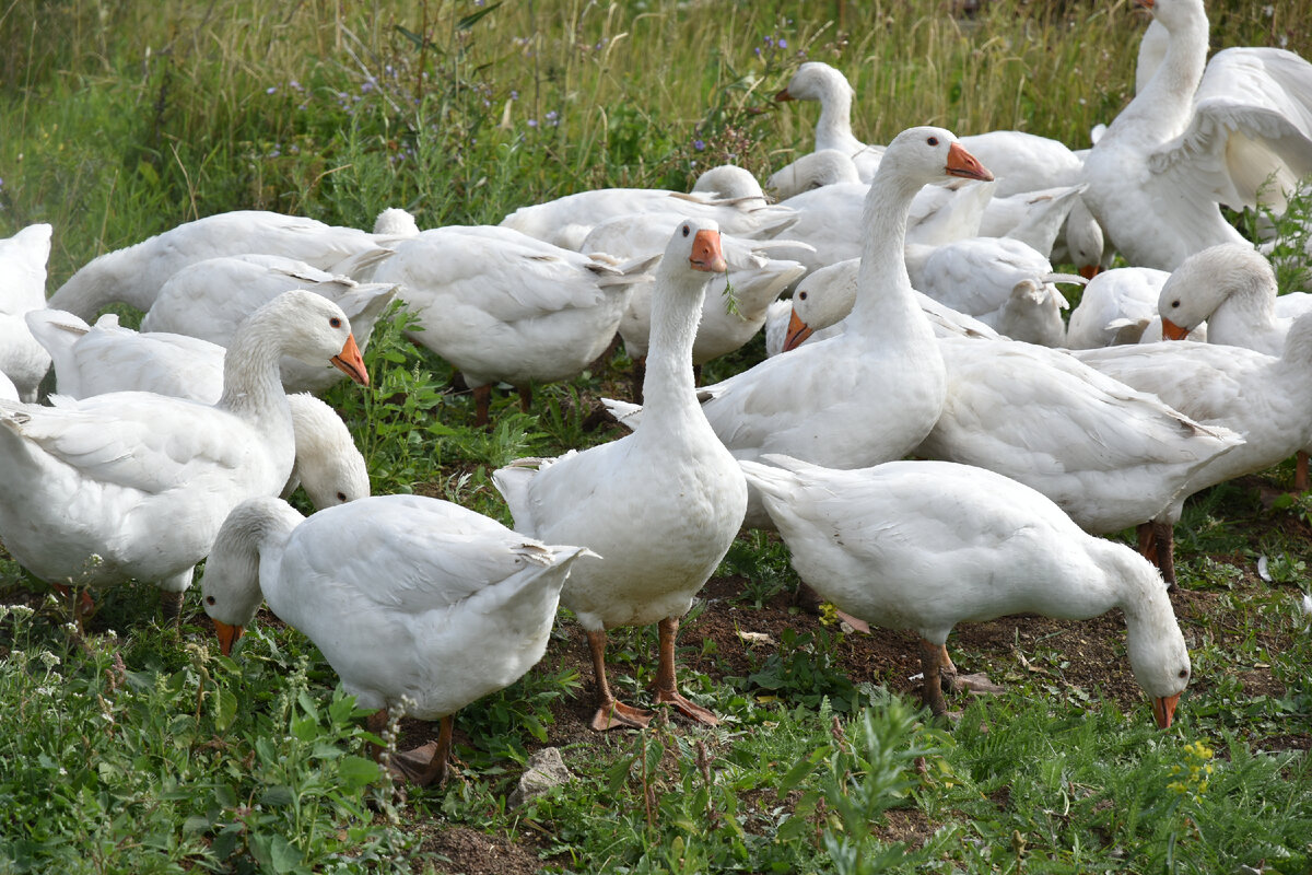 Группа рокеров на выгуле. Крик и шум стоит неимоверный. Тоже, кстати, в коттеджном посёлке живут. Соседи очень "рады".
