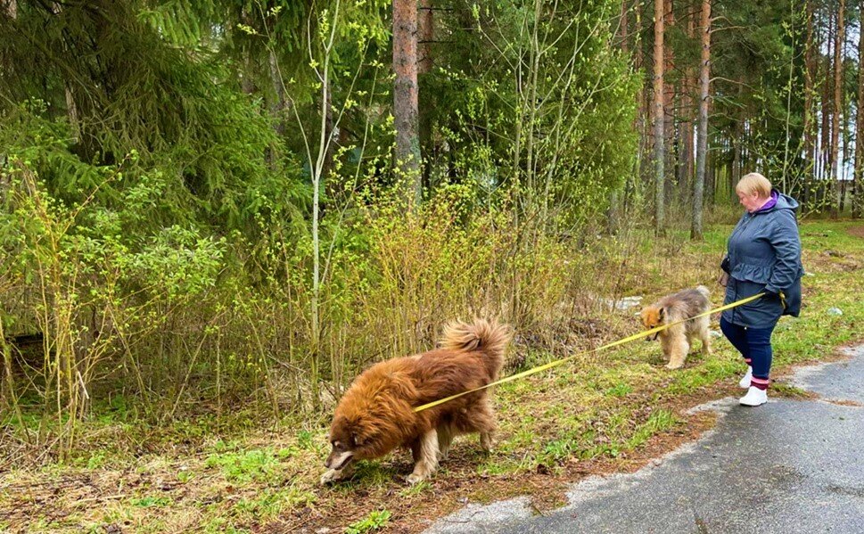 Шоколад и Мишутка на прогулке с волонтёром Еленой. Шоколад вынюхивает новости))