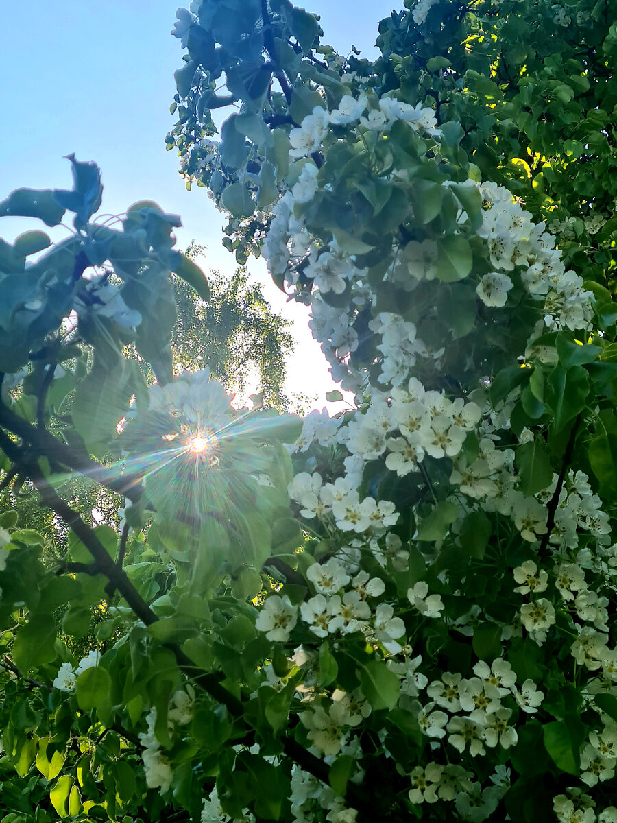 Коломенское. Фото автора. 