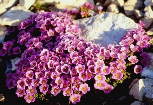 Камнеломка пурпурная Миниатюрное, но очень красивое растение-коврик