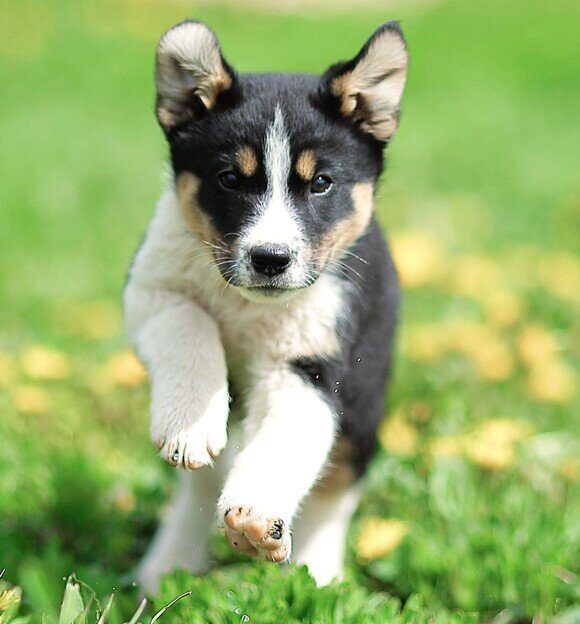 Летающий щенок Шуша