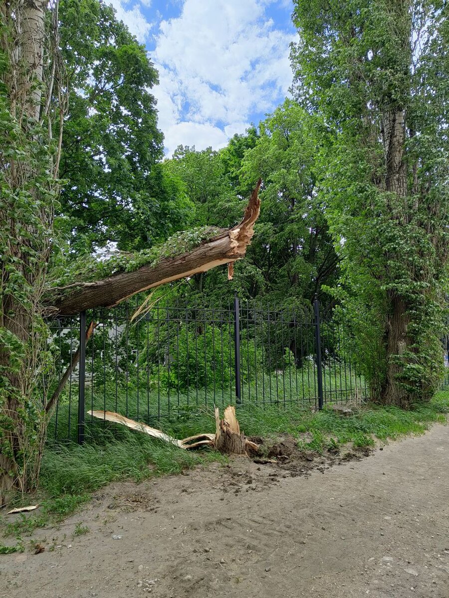В столице Черноземья Воронеже много тополей. Фото Василия Коробова