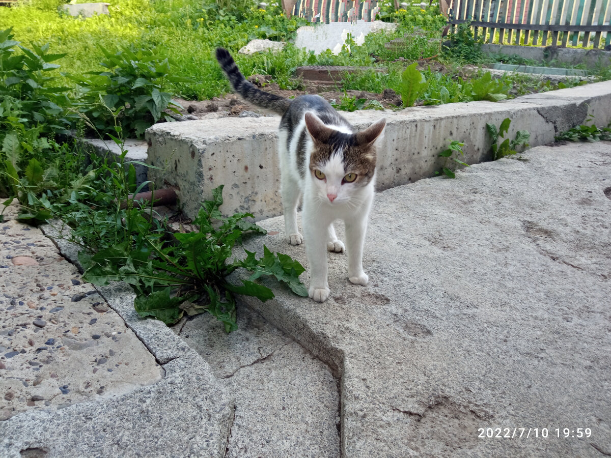 Кошкин хвост дзен. Огород летом. Кот под травой. Два кота любовь.