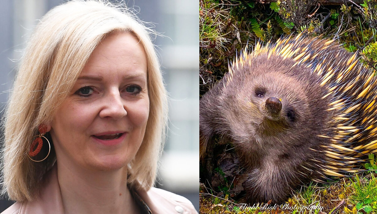 Сестренки Джоконды, если судить по загадочной улыбке.