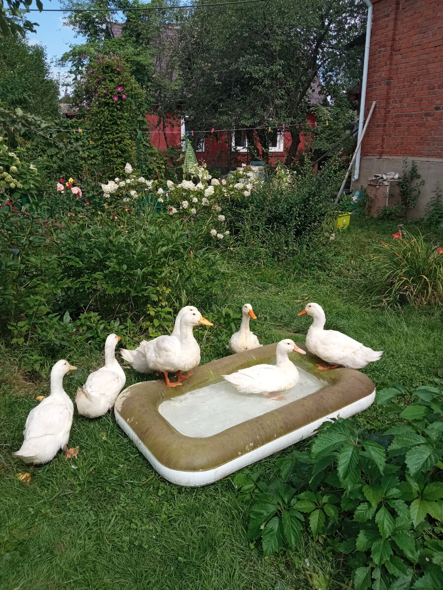 Водные процедуры!