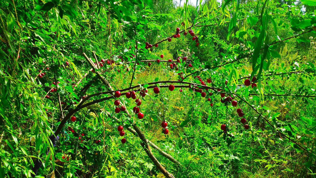 Это мы его уже почти обобрали. Остались лишь недозрелые остатки былой роскоши