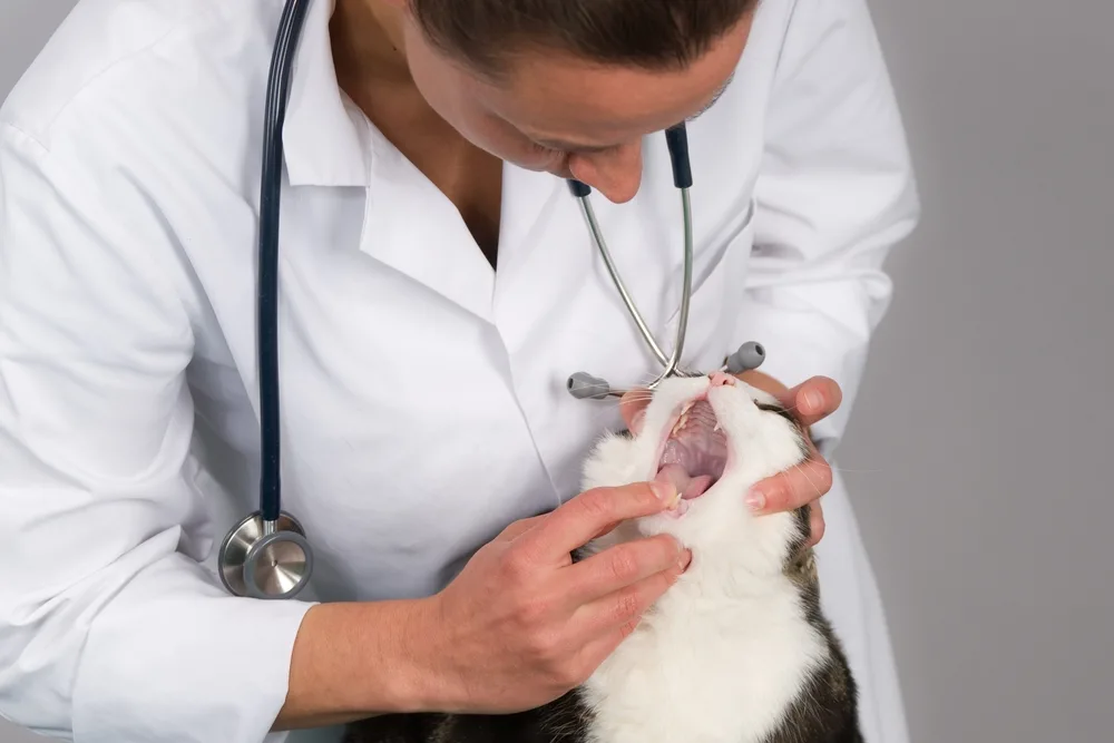 Почему у котов воняет рот. Травматизм животных Ветеринария.