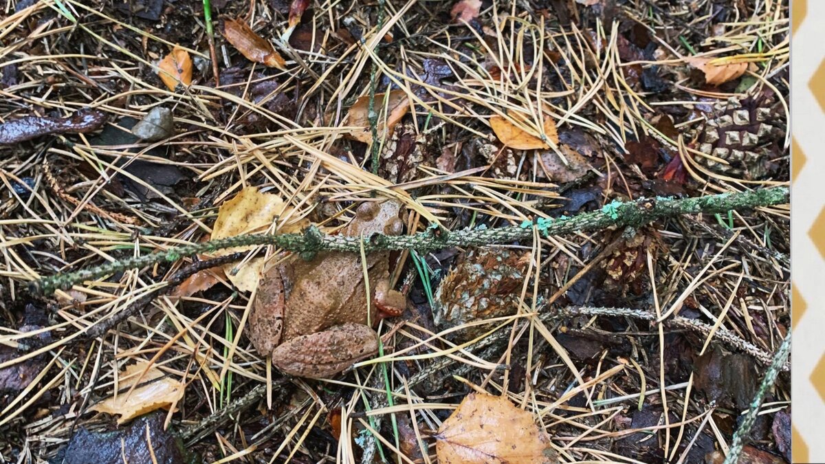 Лягушка думала, что спряталась под палочкой🙂
