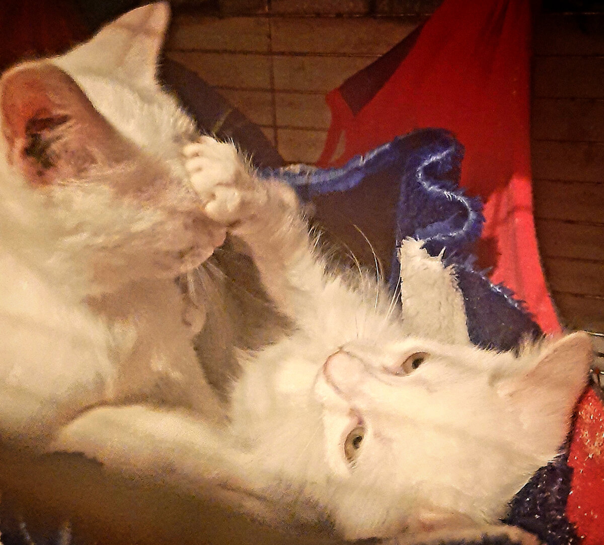🐾🐾🐾🐾🐾🐾🐾🐾🐾🐾