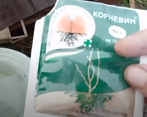 Использую "Корневин"