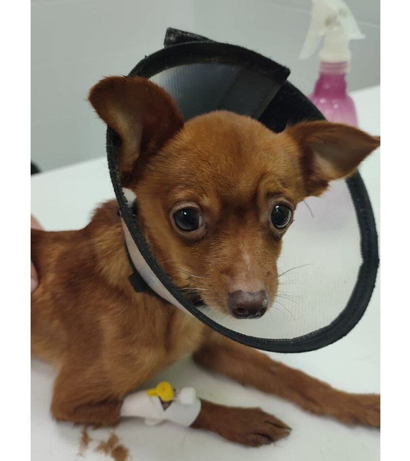 Хвостик в клинике