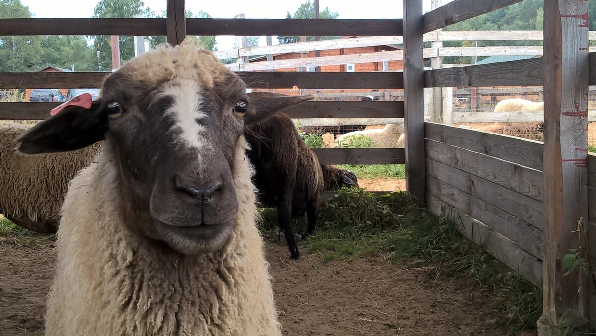 «Мэээгги, я тебя жду! » 