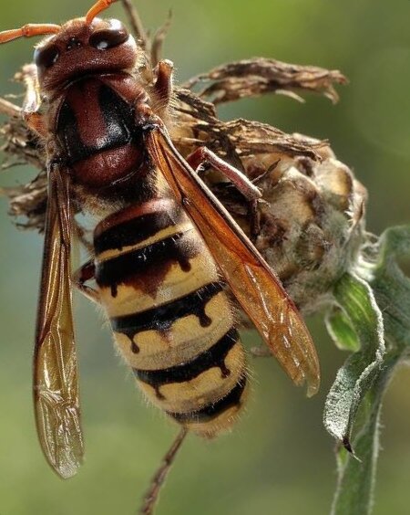 Шершень размером около 5 см. Фото из свободных источников интернета. 