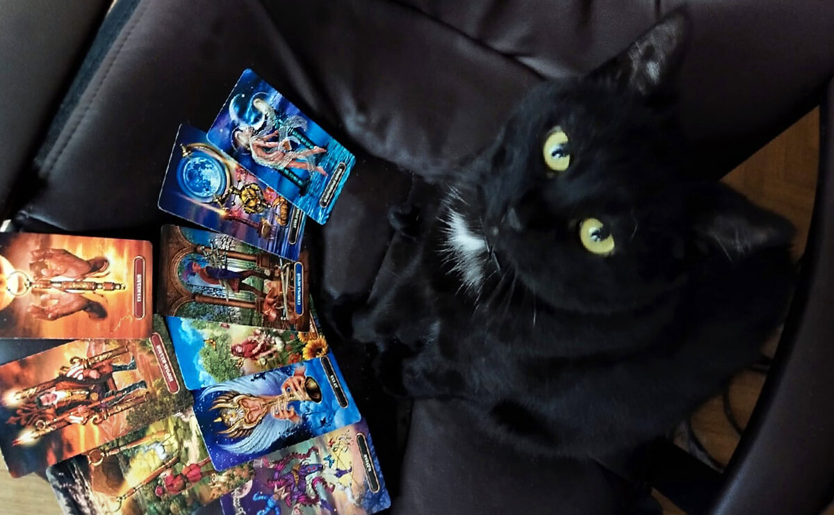 Чёрная кошка и карты Таро. Фото автора