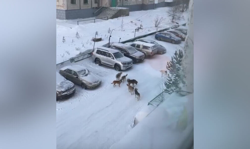    Администрация Ноябрьска напомнила о запрете прикармливать бродячих собак во дворах