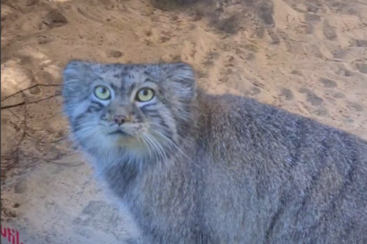    Новосибирцы восхитились чихающим манулом по имени Зеленогорск