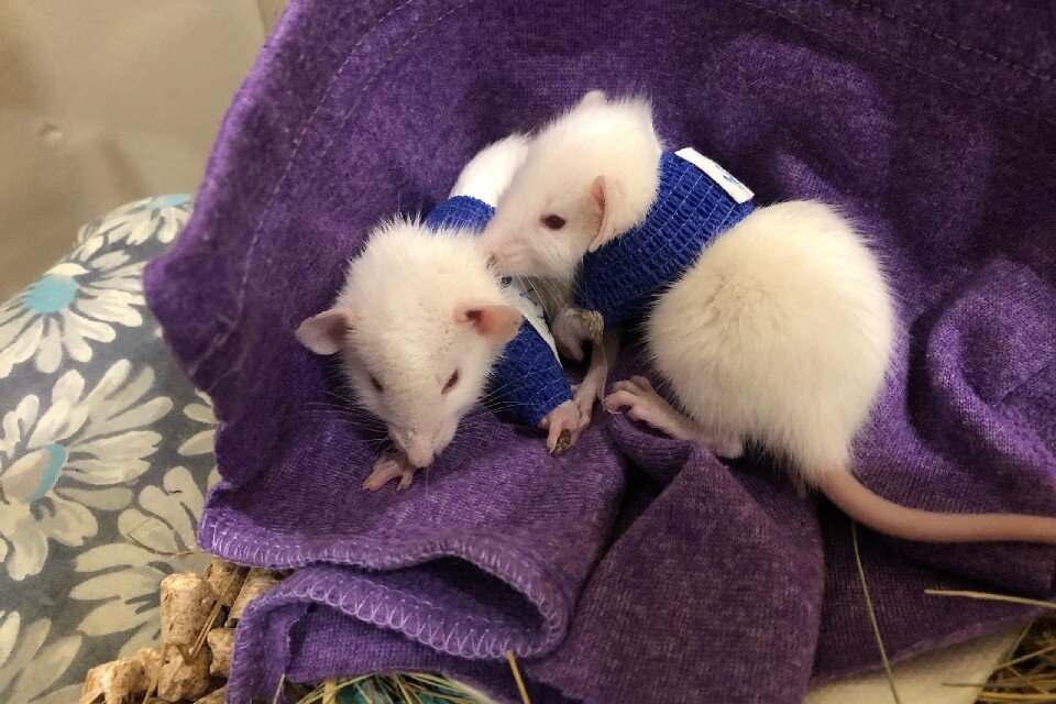     Пушистики очень общительные, игривые и совсем неагрессивные. Фото: vk.com/crimeriver