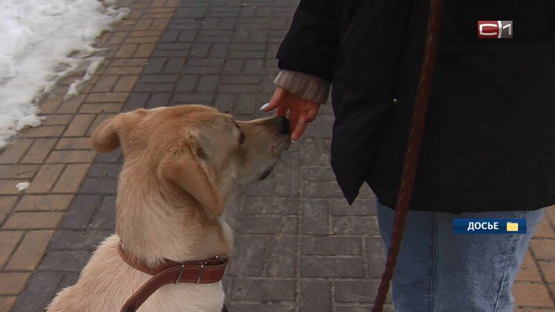    Югорчане могут бесплатно чипировать домашних животных