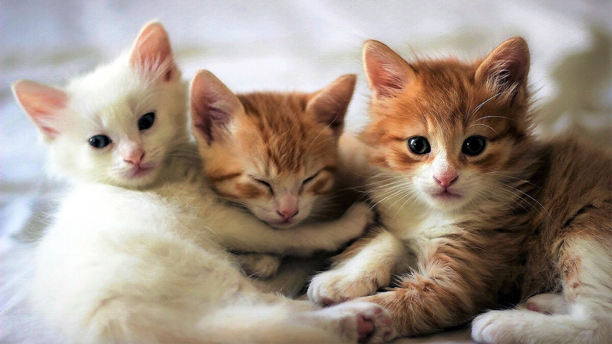 источник фото: w.forfun.com