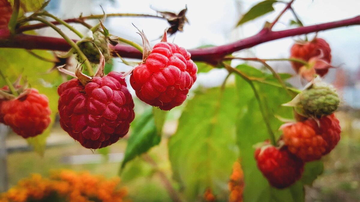     Веселый яркий цвет и восхитительный вкус малины могут сделать любое обычное блюдо особенным. Каждая нежная ягодка богата витаминами, минералами, антиоксидантами и клетчаткой.