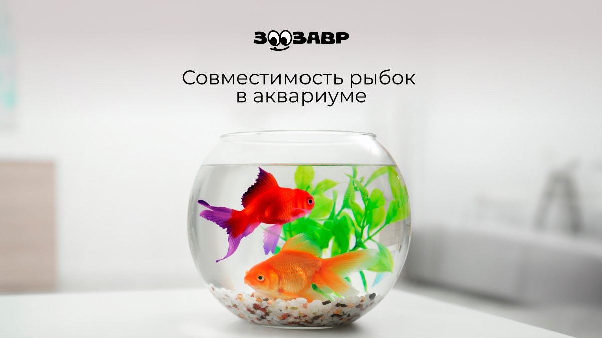 Пресноводные рыбы[cols3] | Aquarium-Style
