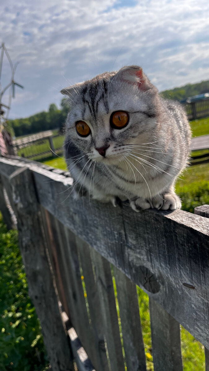 Скоттиш фолд