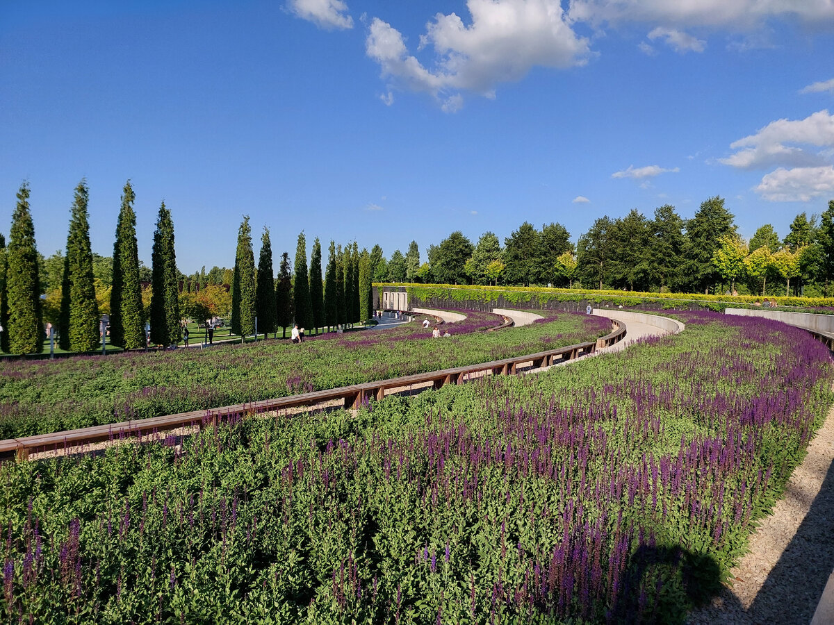 Поля шалфея в Парке Галицкого в г. Каснодаре. Фото автора