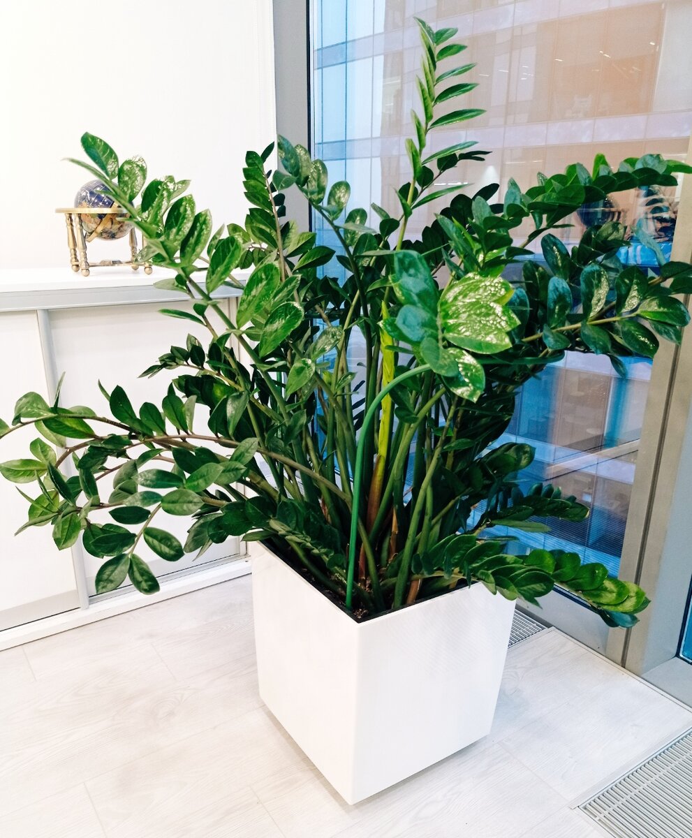 Замиакулькас замиелистный 