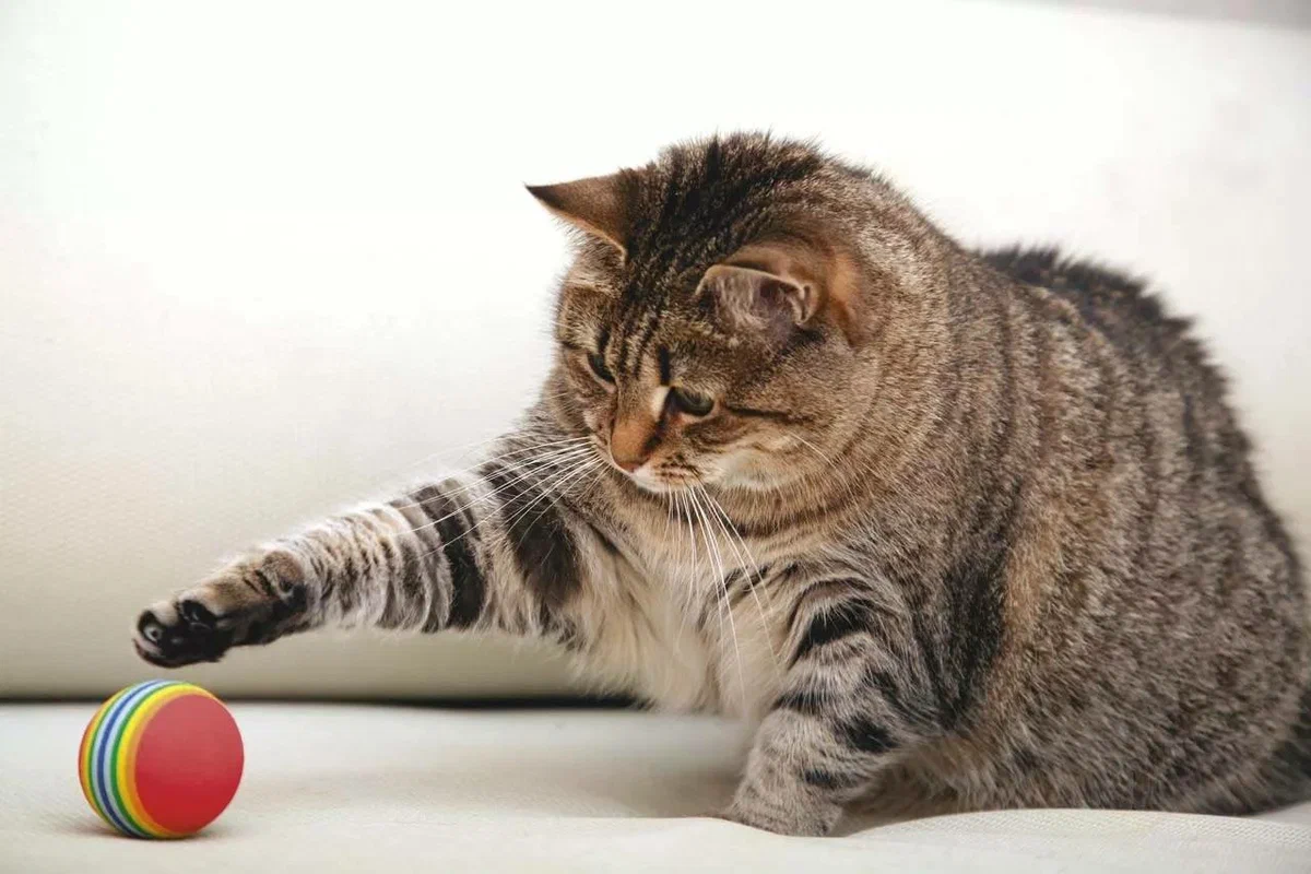 Котята весело играют. Кошка играет. Мячик для кота. Кот играет с мячиком. Толстый полосатый кот.