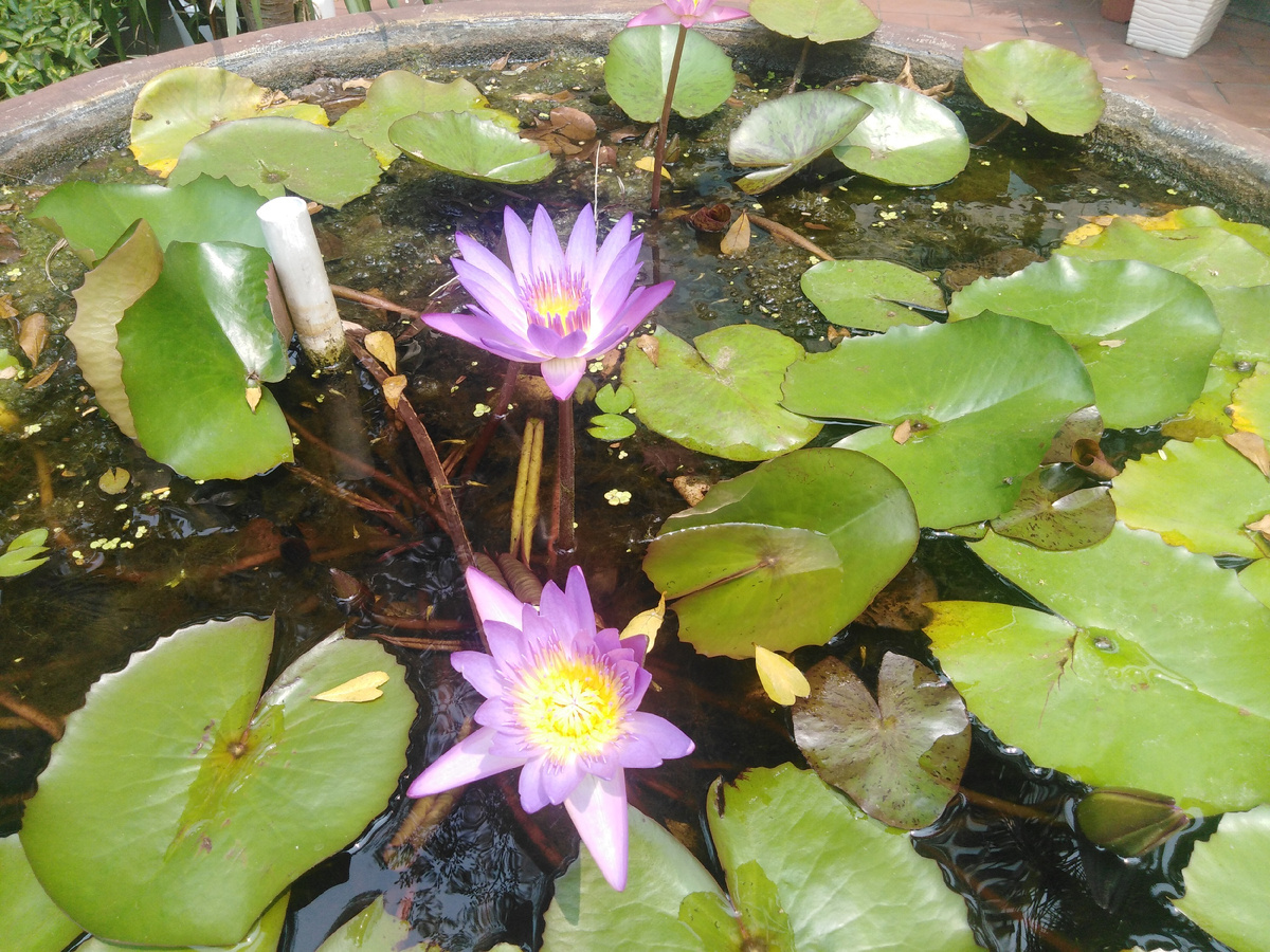 Не цветы, но все же.