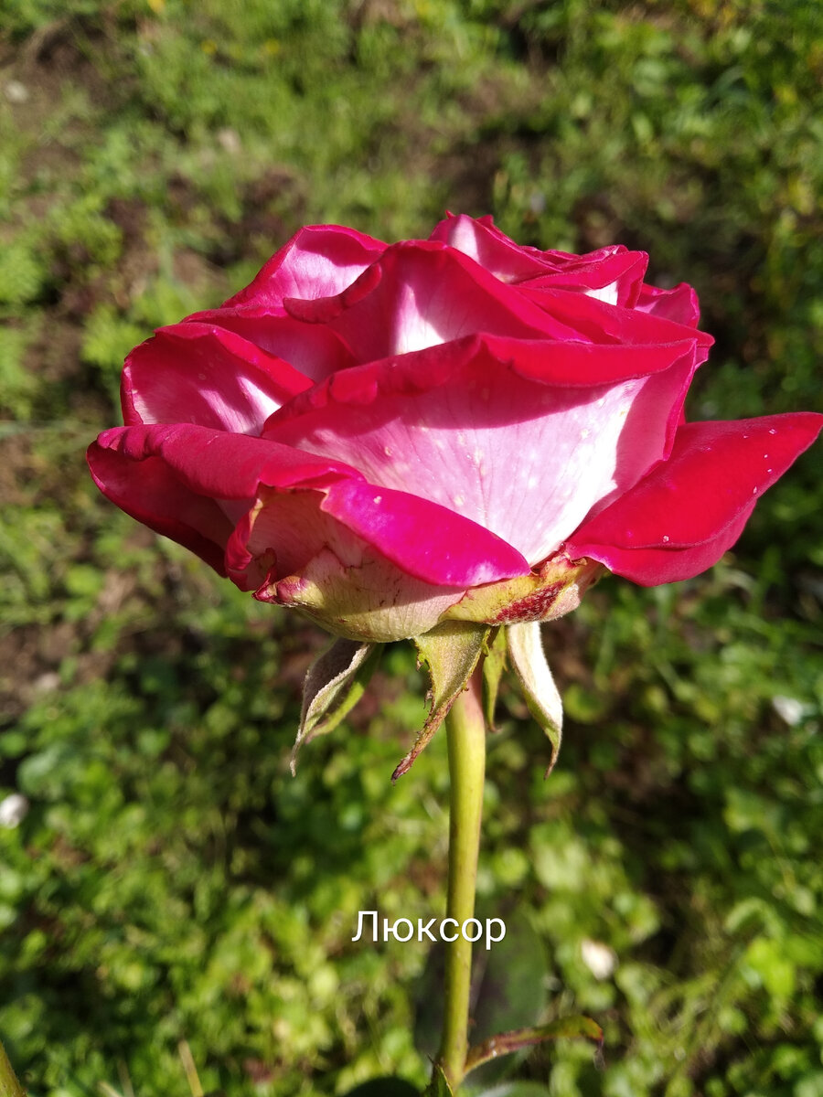 Чайно- гибридная роза 