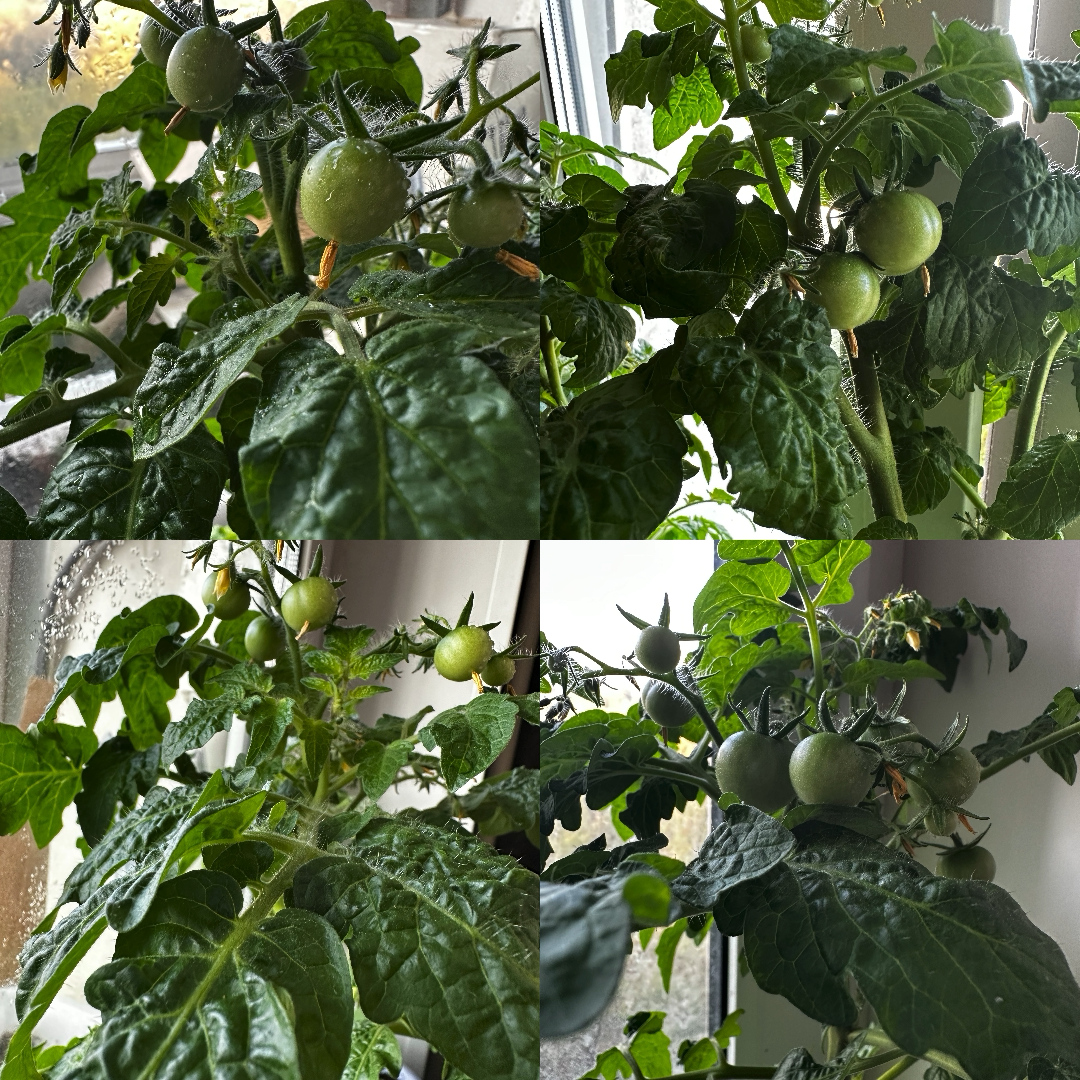 Мои красавцы ♥️