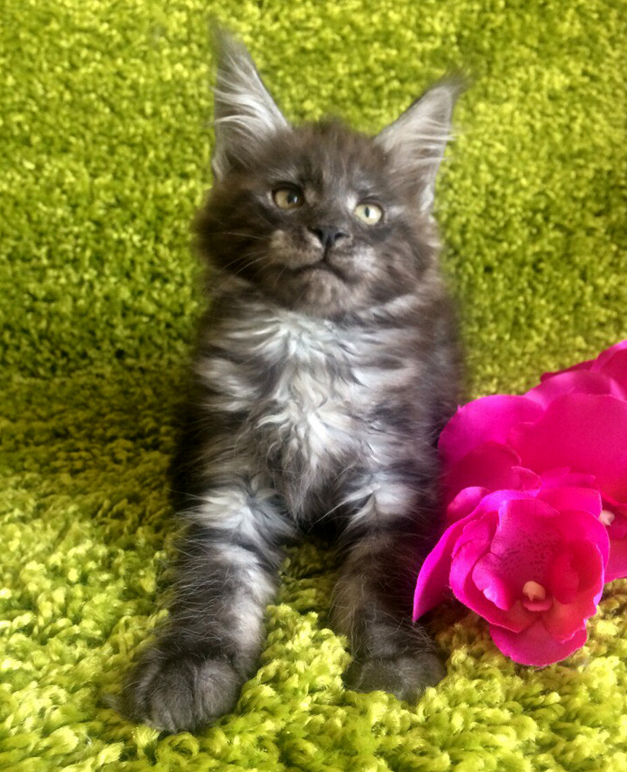 Фото котёнка из питомника Adamand-coon