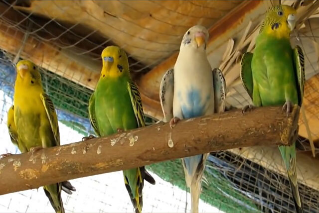 У попугая длинный клюв: что делать? | Хвост Ньюс