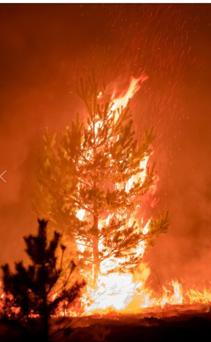 Горит лес в Курганской области