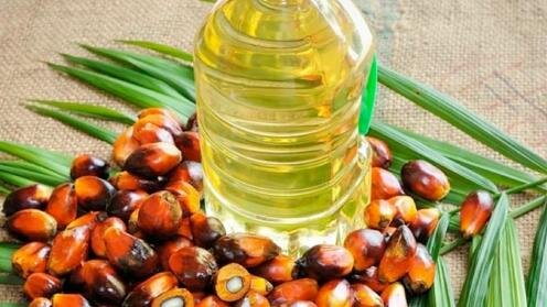  Плоды масличной пальмы. Фото с сайта Organicfacts.net