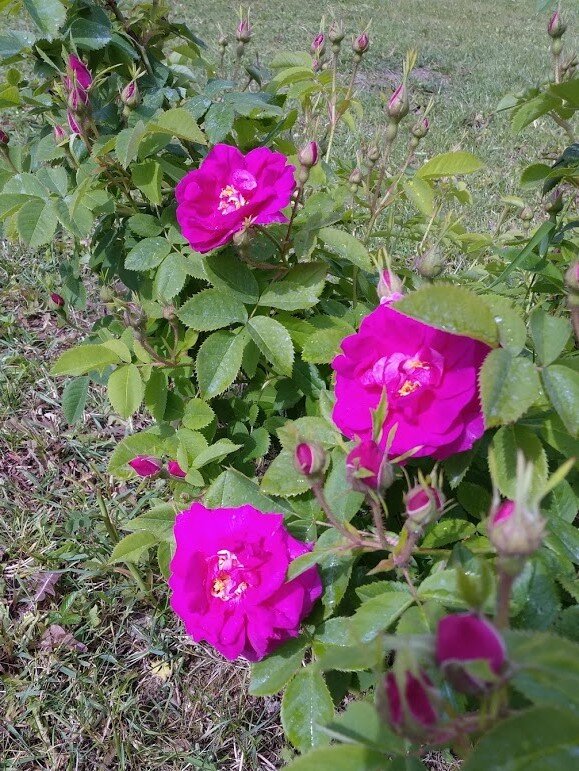 Шиповник также привлекает пчёл.