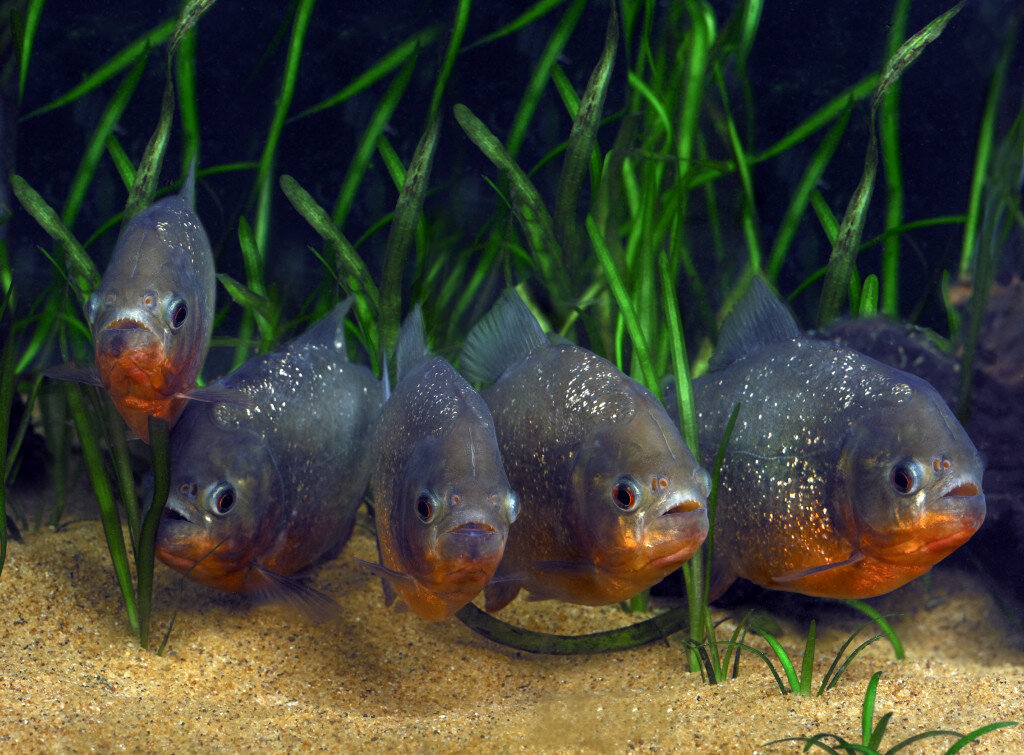 Хищные аквариумные рыбки: ТОП-5