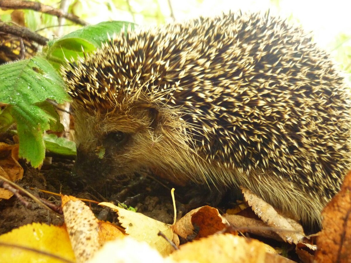 Ежик в нашем лесу