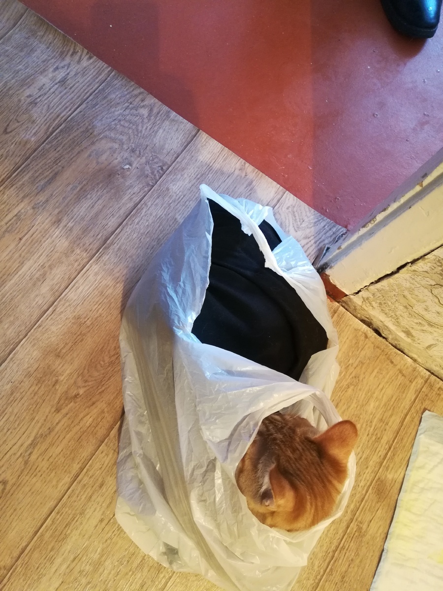 Сначала Рыжий уселся в пакет, но пакет был очень шуршащий и это Рыжему не понравилось. Мы ведь помним, что он любил спать, а спать в шуршащем пакете не очень комфортно.