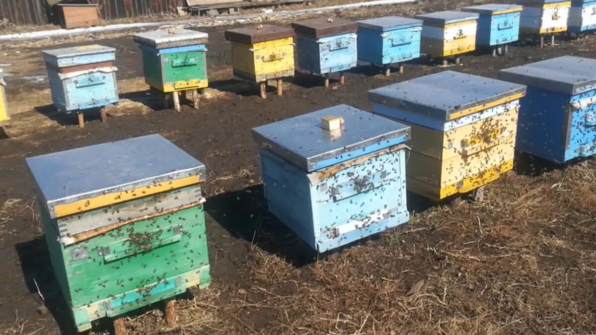 А когда облётывается вся пасека - такой гул стоит!!! Фыото из интернета