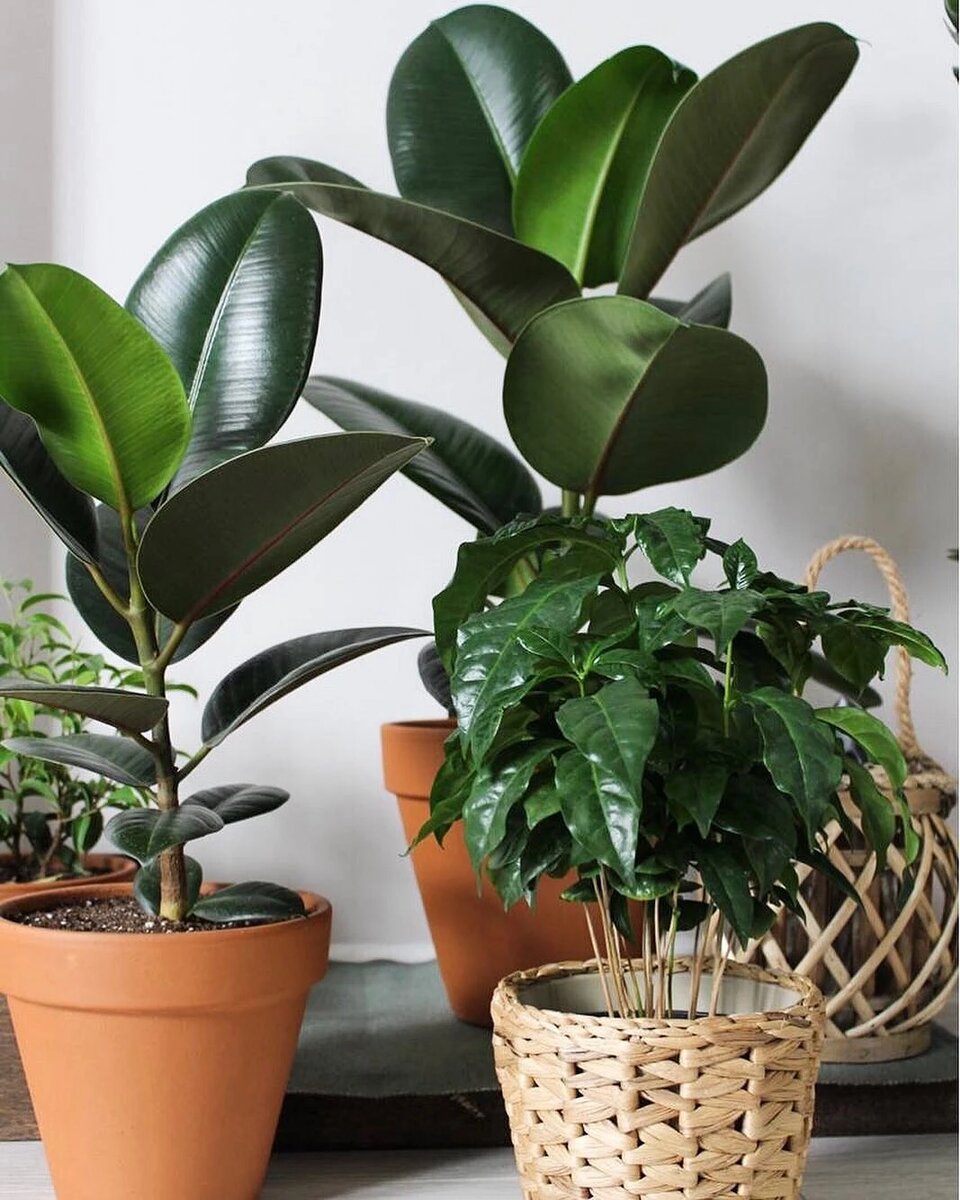 Instagram @terracotta_plants